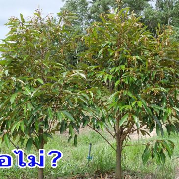 (VDO EP.79) ทุเรียนต้นคู่ ดีหรือไม่ ฟังข้อมูลก่อนการตัดสินใจ