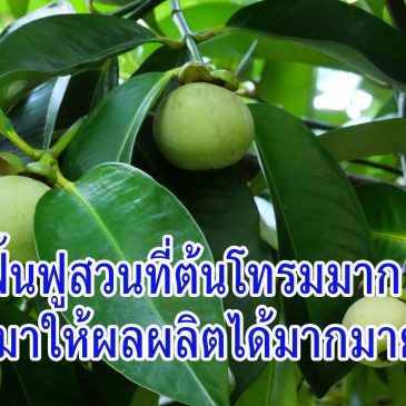 (VDO EP.80) การฟื้นฟูอย่างก้าวกระโดด สวนผสมของคุณนาวิน จังหวัดจันทบุรี