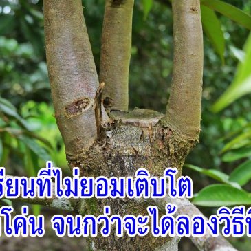 (EP.81) 1 ปีผ่านไปกับการฟื้นฟูต้นทุเรียนที่ไม่ยอมเติบโต มันยอดเยี่ยมมาก
