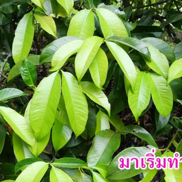 (EP.82) ทำดอกมังคุดด้วยมีเฮ ควรเริ่มเมื่อไร (ภาคตะวันออก ตุลาคม 2563)