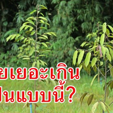 (EP.83) เรียนรู้จากหน้างาน ใส่ปุ๋ยเยอะเกินไป มันจะเป็นแบบนี้!