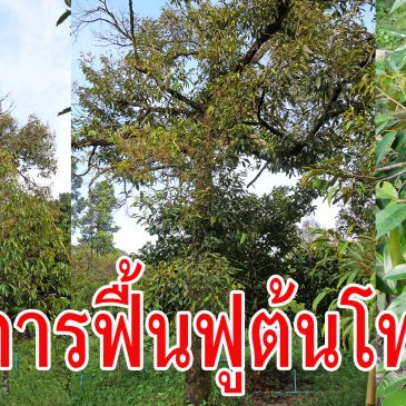 (EP.84) วิธีการฟื้นฟูทุเรียนต้นโทรมจัด