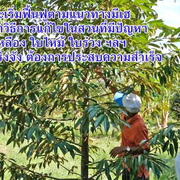 (EP.86) เดินดูสวนพร้อมคำแนะนำในการฟื้นฟูสภาพและดูแลต้นทุเรียน