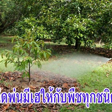 (EP.88) วิธีการฉีดพ่นมีเฮให้กับต้นไม้ในสวน