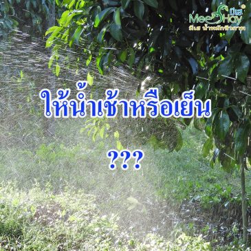 EP.314 รดน้ำเช้า VS รดย้ำเย็น