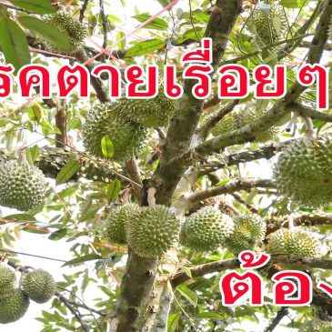 (EP.93) กำลังมีปัญหาต้นทุเรียนตาย หยุดไม่อยู่ ต้องดูคลิปนี้ สวนตัวอย่าง ช่างแสบ จ.จันทบุรี