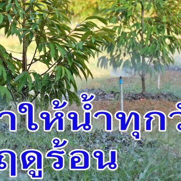 (EP.95) เตือนก่อนตาย! ทำไมฤดูร้อน ไม่ควรให้น้ำทุกวัน พร้อมคำแนะนำ