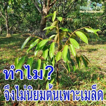 EP.324 ทำไมปลูกทุเรียนใหม่จึงไม่นิยมเพาะจากเมล็ด
