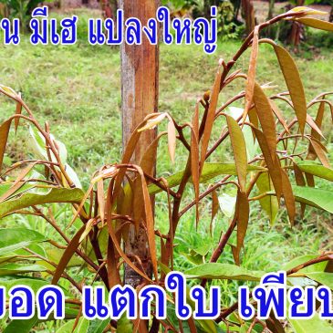 (EP103)ถ้าสวนคุณต้นมีปัญหาอยู่ ให้ดูคลิปนี้ ตัวอย่างจากสวนทุเรียนแปลงใหญ่ของมีเฮ
