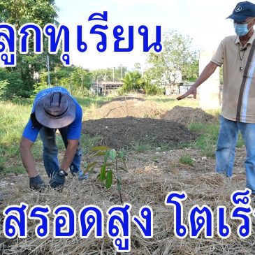 (EP.100)ลงปลูกทุเรียน ตามแบบฉบับมีเฮ โอกาสรอดสูง โตไว ต้นแข็งแรง