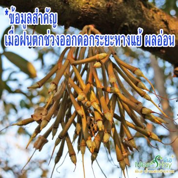 (EP117)ข้อมูลสำคัญ เมื่อฝนตกช่วงออกดอกระยะหางแย้ ผลอ่อน