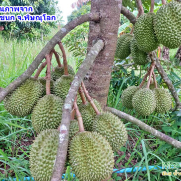 ขั้นตอนการทำดอก ทำผลทุเรียน ด้วยวิธีการแบบอินทรีย์ 100%