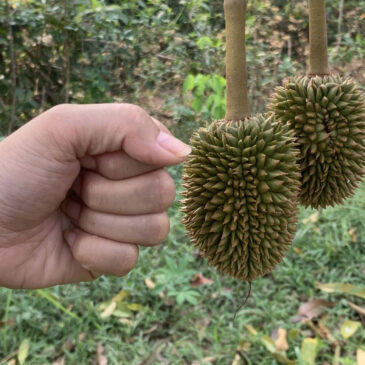 แป๊บๆ ลูกทุเรียนใหญ่เข้าระยะกระป๋องนมแล้วเห็นการเติบโตขึ้นทุกวันๆ มันชื่นใจ มันอิ่มใจ