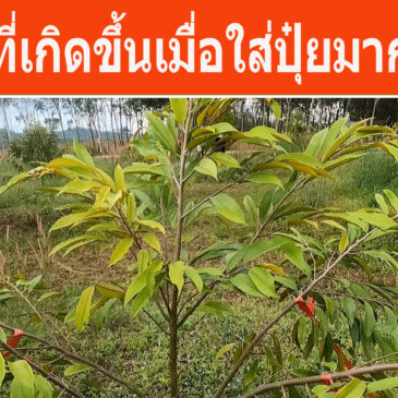 ผลเสียของการใส่ปุ๋ยมากเกินไป รู้แล้วจะได้ป้องกันเอาไว้ เสียหายแล้วแก้ยาก