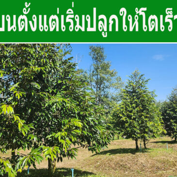 8 แนวทางแนะนำ ดูแลทุเรียนตั้งแต่เริ่มปลูกให้เติบโตได้เร็ว ต้นแข็งแรง