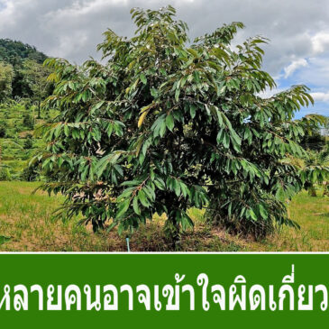 5 ข้อ ที่หลายคนอาจเข้าใจผิดแล้วทำร้ายทุเรียนไม่รู้ตัว