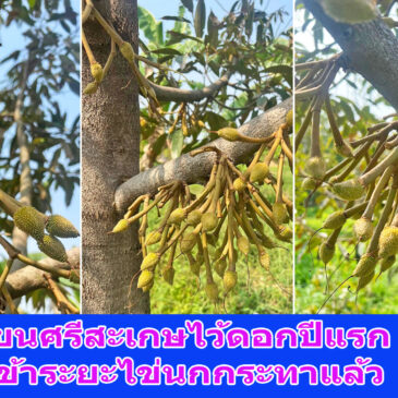 ทุเรียนศรีสะเกษไว้ดอกปีแรก ระยะไข่นกกระทา สำหรับเพื่อนๆ ดูแลผลผลิตให้เติบโต แบบอินทรีย์