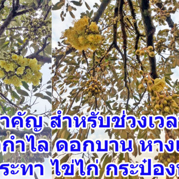 ข้อมูลสำคัญ สำหรับช่วงเวลาสำคัญ หัวกำไล ดอกบาน หางแย้ ไข่นกกระทา ไข่ไก่ กระป๋องนม