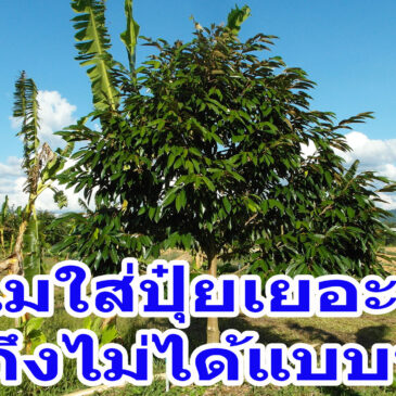 การใส่ปุ๋ยอย่างสมดุล สมเหตุสมผล จึงจะทำให้ต้นโตไว ได้ผลผลิตเต็มศักยภาพ