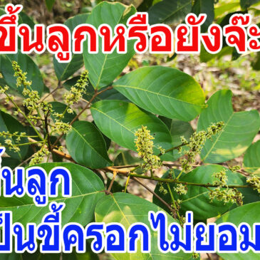 เงาะออกช่อดอกแล้ว เงาะขึ้นลูก เงาะเป็นขี้ครอกไม่ยอมไปต่อ