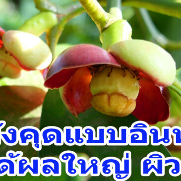 เทคนิคทำมังคุดแบบอินทรีย์ ให้ได้ผลใหญ่ ผิวสวย