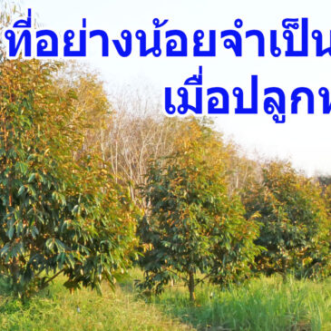 8 สิ่ง ที่อย่างน้อยจำเป็นต้องรู้เมื่อปลูกทุเรียน