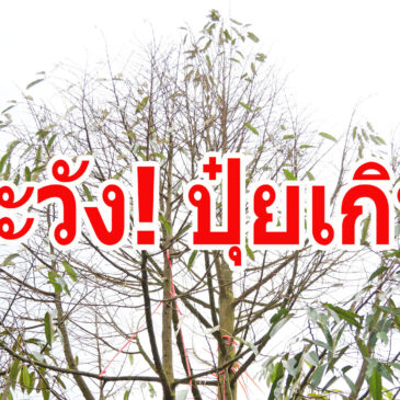 ระวัง! ใส่ปุ๋ยมากเกิน ปัญหาเพียบ 