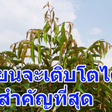 ทุเรียน สำคัญที่ราก ถ้ารากเดินดี ต้นก็เติบโตได้ไว