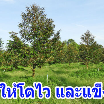 เทคนิคปลูกทุเรียนโตไวและแข็งแรง