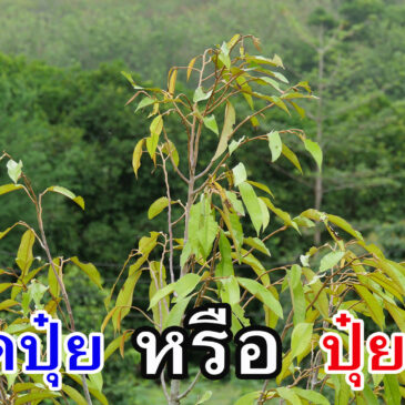 ปุ๋ยเกินหรือขาดปุ๋ย แล้วแก้ไขอย่างไรให้ต้นโตต่อไป