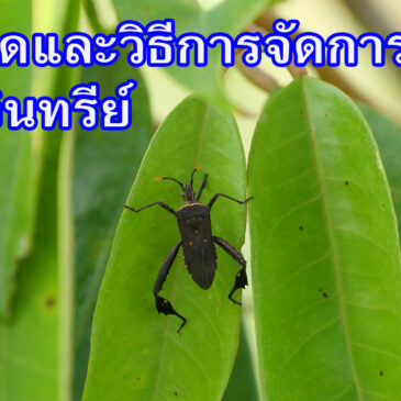 วิธีจัดการ แมลง เพลี้ย หนอน แบบอินทรีย์