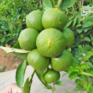 แนะนำวิธีการให้มีเฮกับมะนาว