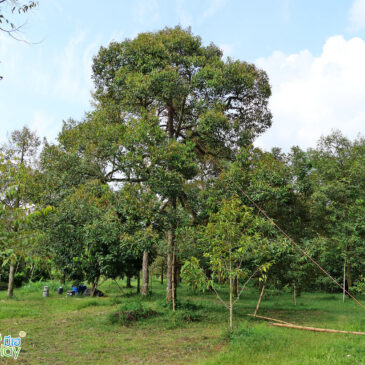 บูสต์ต้นให้ฟื้นเร็ว บูสต์ใบให้มาไว บูสต์ต้นให้โตเร็ว