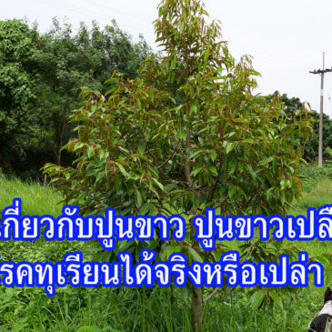 ปูนขาว เอามาใช้ป้องกันโรคทุเรียน ได้จริงหรือเปล่า?