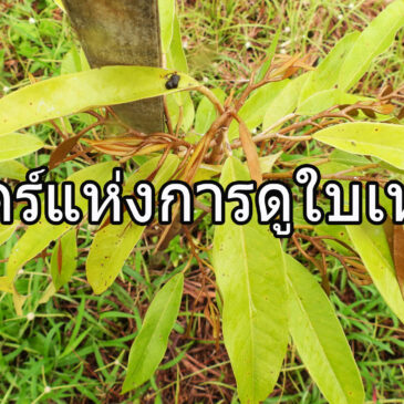 ศาสตร์แห่งการดูใบเหลือง เพื่อช่วยให้แก้ไขปัญหาใบเหลืองได้เร็วไวตรงจุด