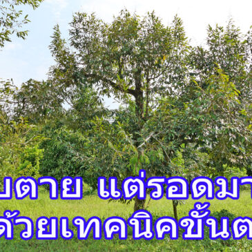 รักษาต้นทุเรียนโทรม เป็นโรคหนัก ให้หายดี กลับมาให้ผลได้อีกครั้ง