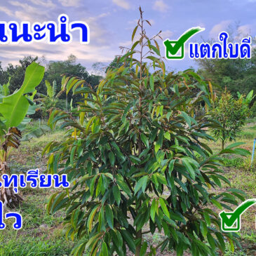 9 ข้อแนะนำ ปลูกทุเรียนให้โตไว ต้นแข็งแรง โรคน้อย แมลงน้อย
