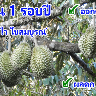 นี่คือขั้นตอนการทำทุเรียนที่ให้ผลได้แล้วใน 1 รอบปี1.ทำใบ 2.ทำดอก 3.ขยายขนาดผล