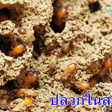 ปลวก สิ่งที่หลายคนกังวลเมื่อพบเห็นในสวน