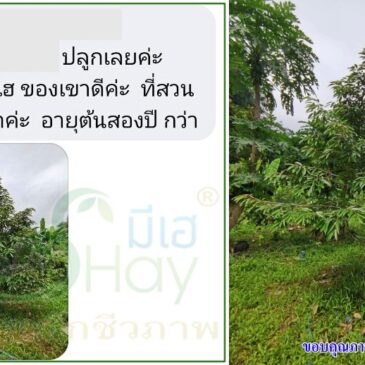รีวิวจากผู้ใช้มีเฮ
