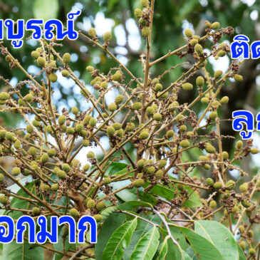 ลำไย 3 ขั้นตอน ทำลำไยโดยให้มีเฮรอบ 1 ปี แบ่งออกเป็น 3 ช่วง