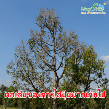 ผลเสียของการใส่ปุ๋ยมากเกินไป