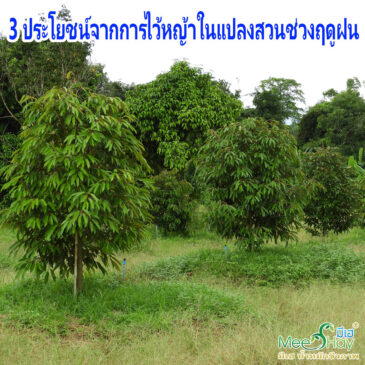 3 สิ่งที่เราได้ประโยชน์จากการไว้หญ้าในแปลงสวนช่วงฤดูฝน