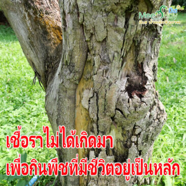 เชื้อราไม่ได้เกิดมาเพื่อกินพืชที่มีชีวิตอยู่เป็นหลัก