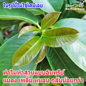 3 วิธี จัดการแมลง หนอน เพลี้ย แบบอินทรีย์ สบายๆ ไร้กังวลจากสารอันตราย