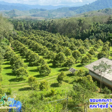 ภาพตัวอย่างจากสวนของคุณวิสุทธิ์ จ.ระนอง