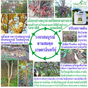 วงจรสมบูรณ์ตามสมดุลเกษตรอินทรีย์