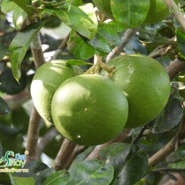 ทำส้มโอให้ออกดอกติดผลดกได้อย่างง่ายดาย