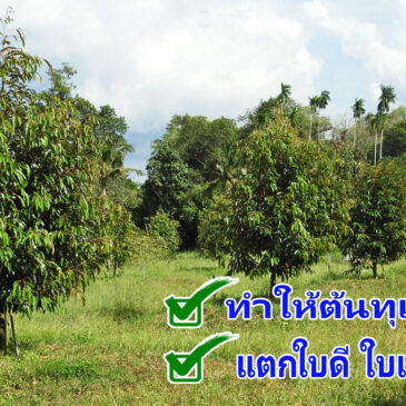 วิธีปลูกทุเรียนใหม่ให้โตไว ต้องดูแลให้เป็น ใส่ปุ๋ยอย่างพอดี