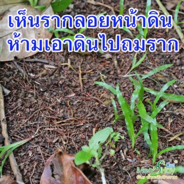 เห็นรากทุเรียนลอยหน้าดิน แล้วเอาดินถม ยิ่งถมลึกยิ่งแย่ ยิ่งลึกมาก = ต้นตาย
